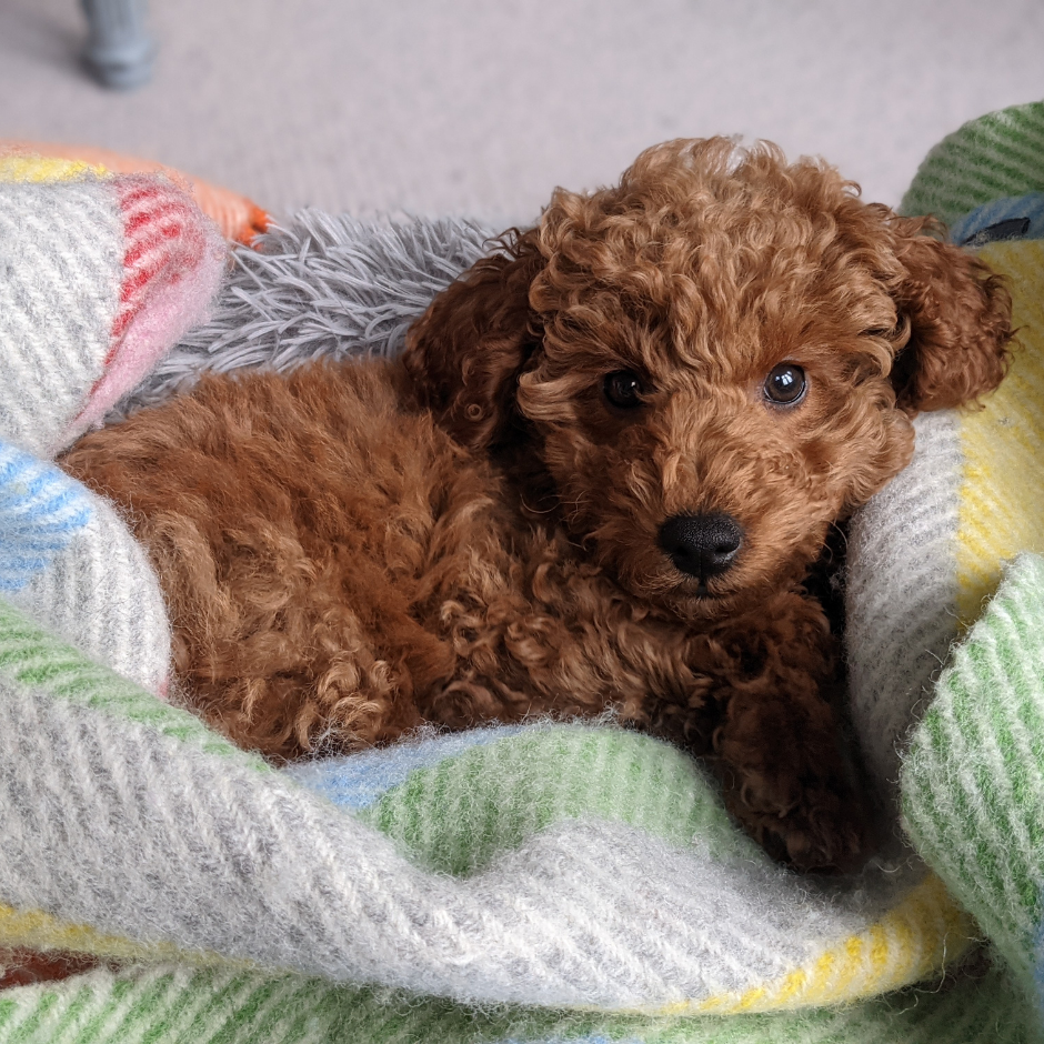 Pet Photography Tips and Techniques to win our #petsinblankets photo contest