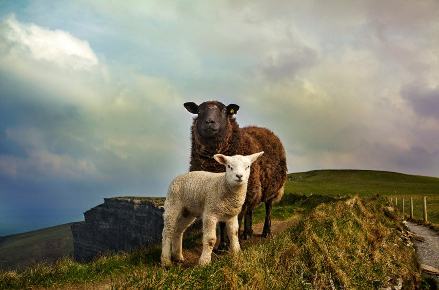 A sheep and a lamb standing on a grassy hill under a cloudy sky, surrounded by open pastureland.