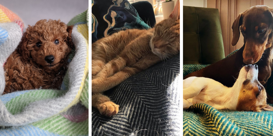 Collage featuring a cat sleeping on a blanket and a brown dog lying wrapped in a blanket, both on a couch.