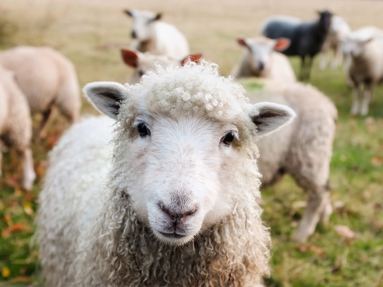 Close-up of a sheep standing in a grassy field, highlighting its woolly coat and gentle expression. Outdoor livestock setting.