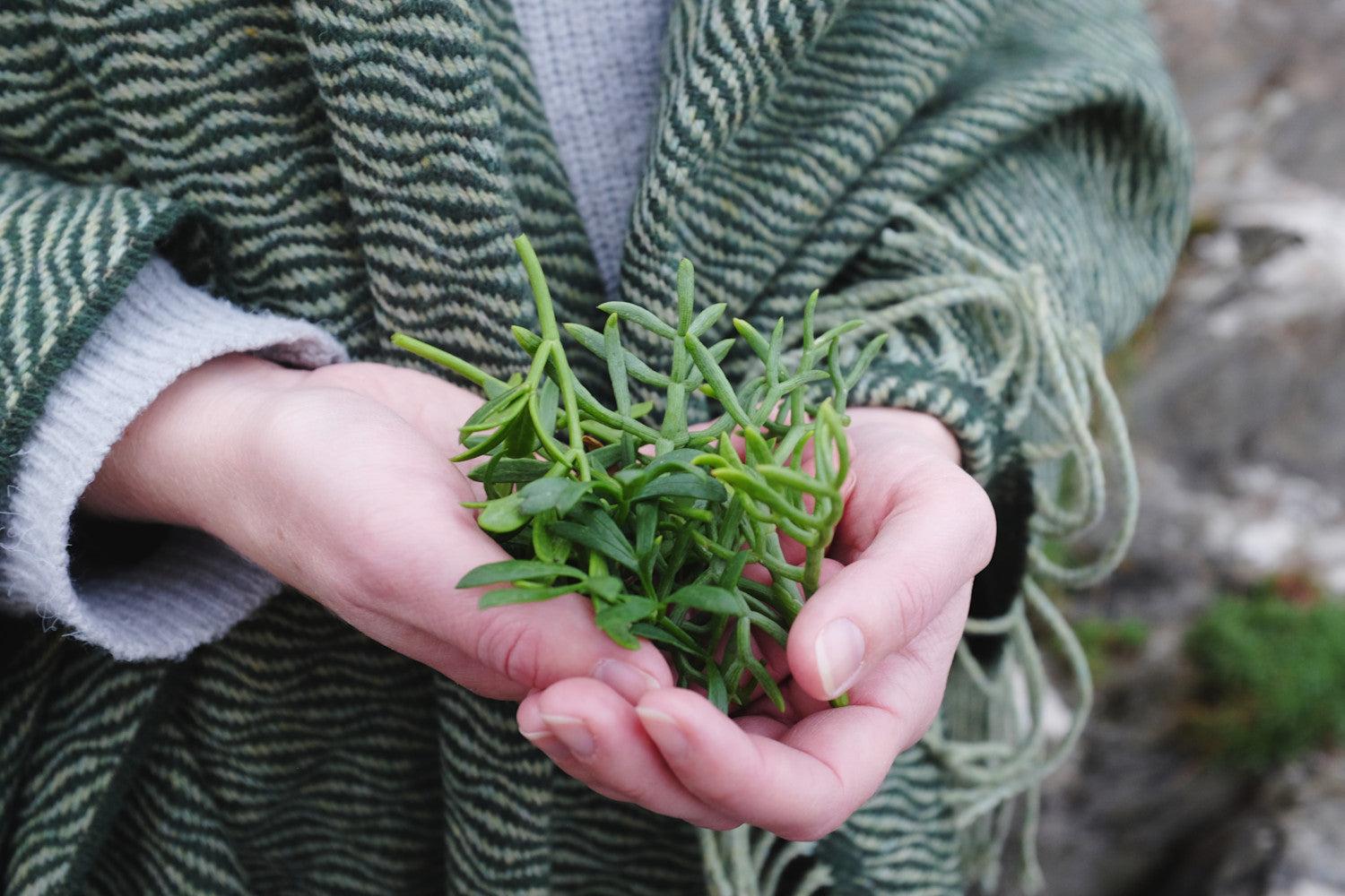 A person holding a bunch of green leaves, with a close-up of a knitted sweater sleeve visible in the foreground.