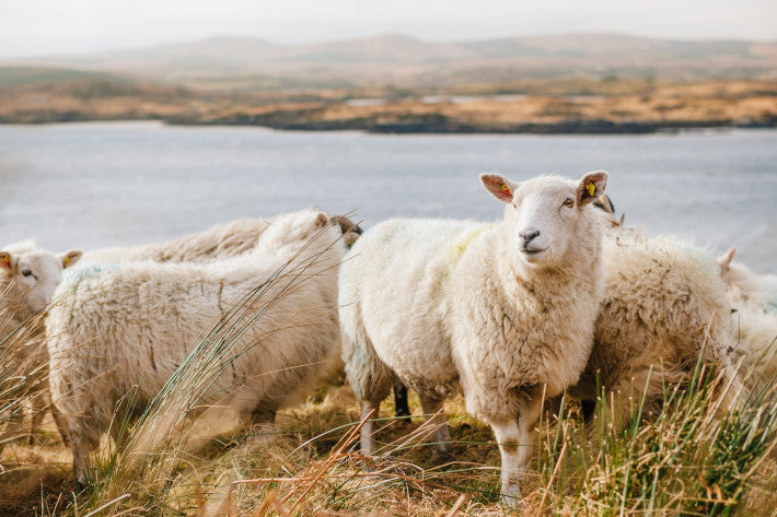 A group of sheep standing in a grassy field near a body of water, showcasing a serene pastoral scene.
