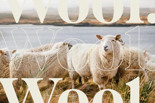 A close-up of a sheep standing in a grassy field, showcasing its woolly fur and gentle expression, surrounded by other sheep.