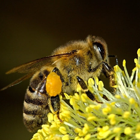 A bee pollinating a vibrant yellow flower, capturing the intricate details of the insect and petals in a close-up macro shot.