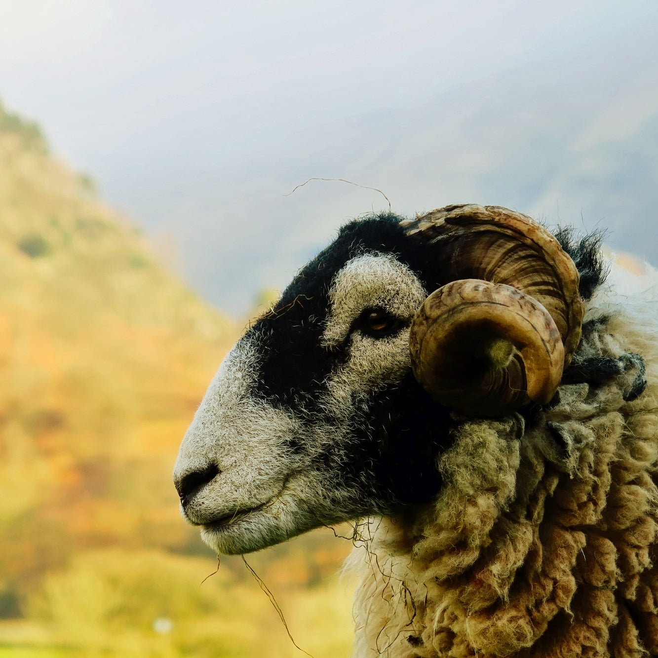 We need to talk about British wool – The British Blanket Company