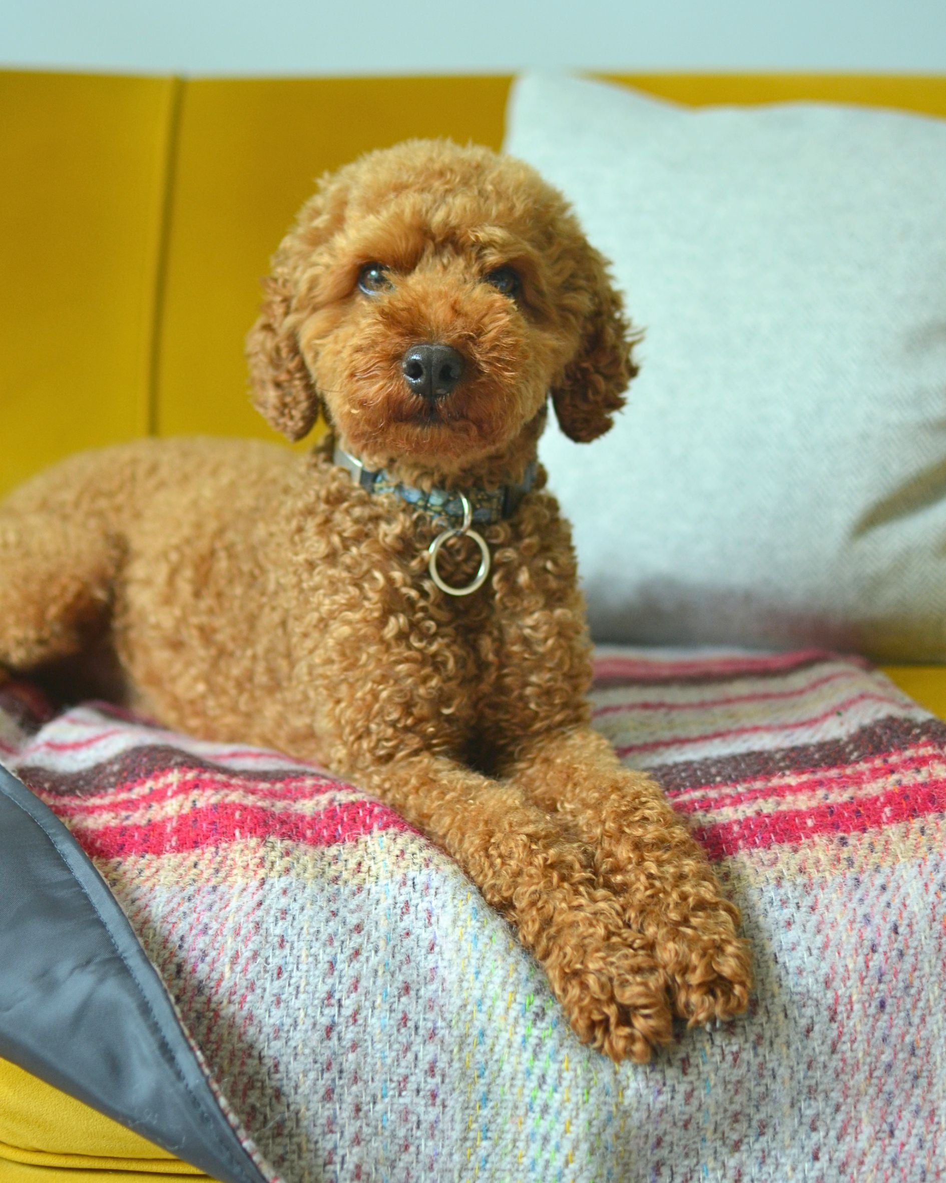 Golden Poodle sitting on the Random Dog mat, protecting the sofa
