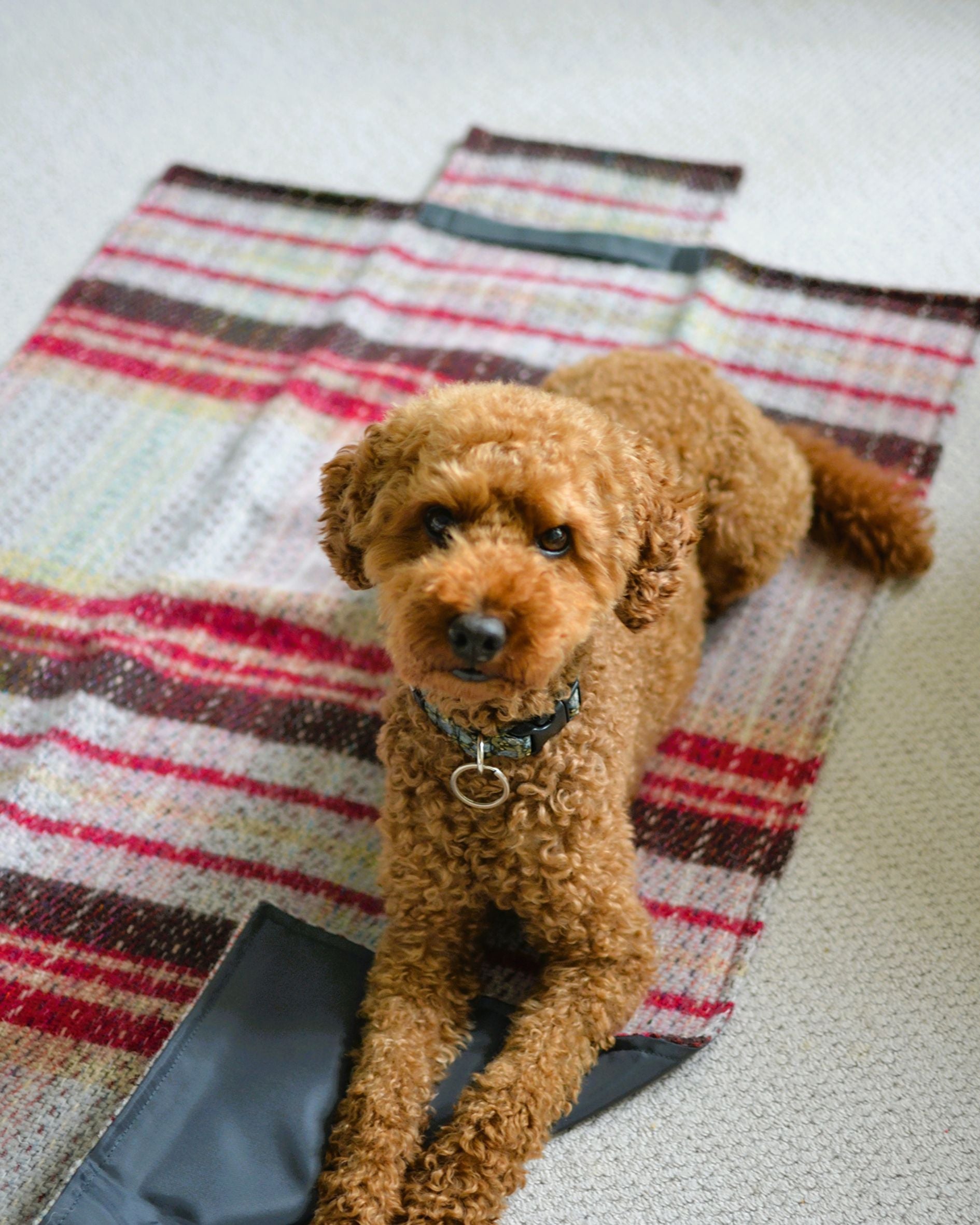 Golden Poodle Sitting on the Random Dog mat, with waterproof backing