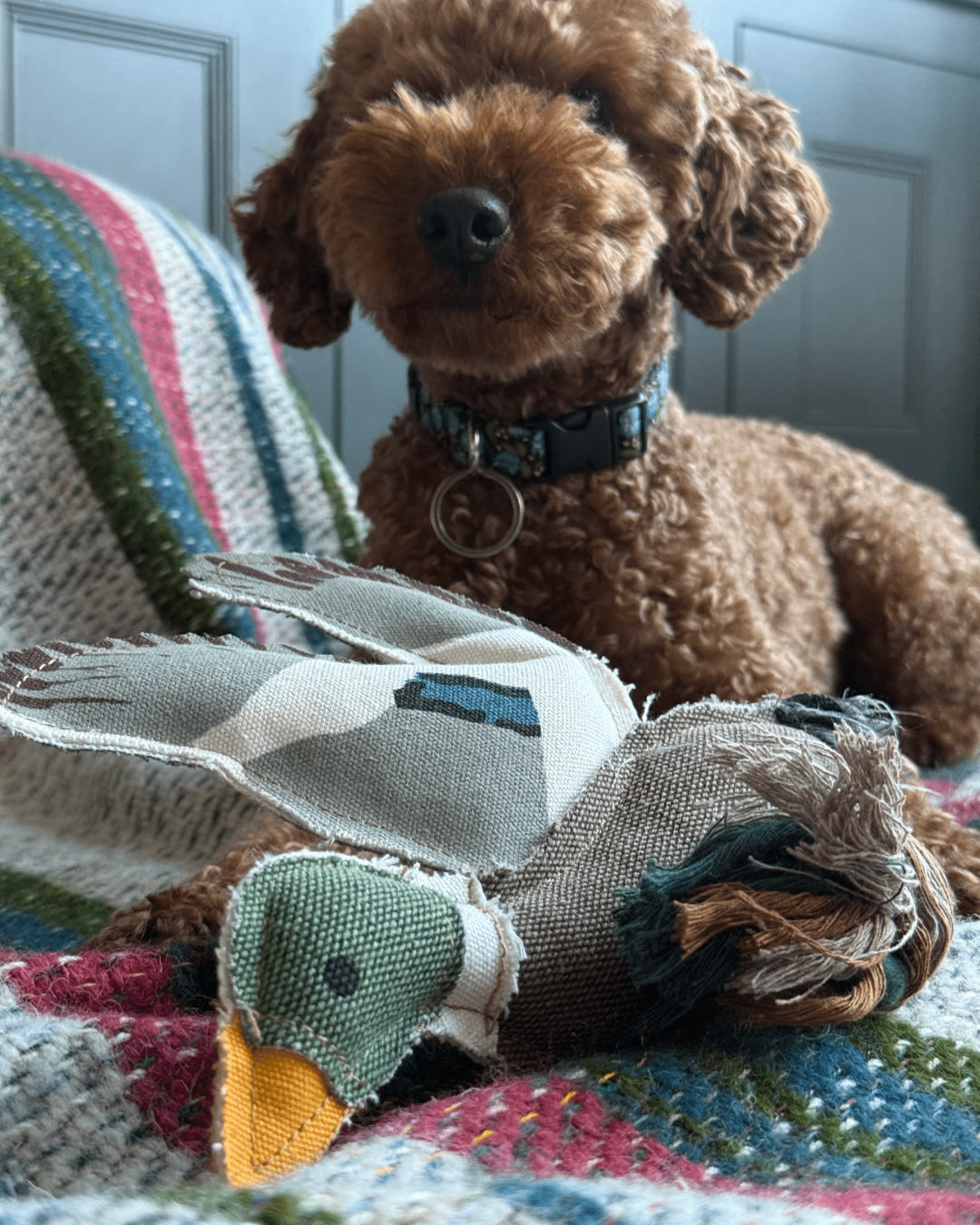 Cosy Gift Set: Dog Blanket & Toy featuring a curly-haired brown dog on a colorful blanket with a fabric duck toy, showcasing comfort and playfulness.