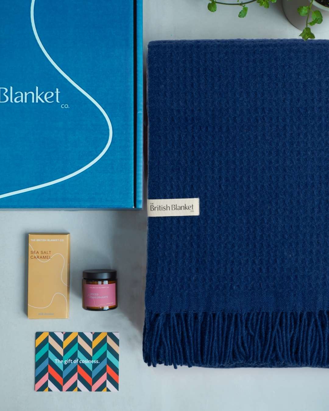 Totterdown Blanket Gift Box: Curious