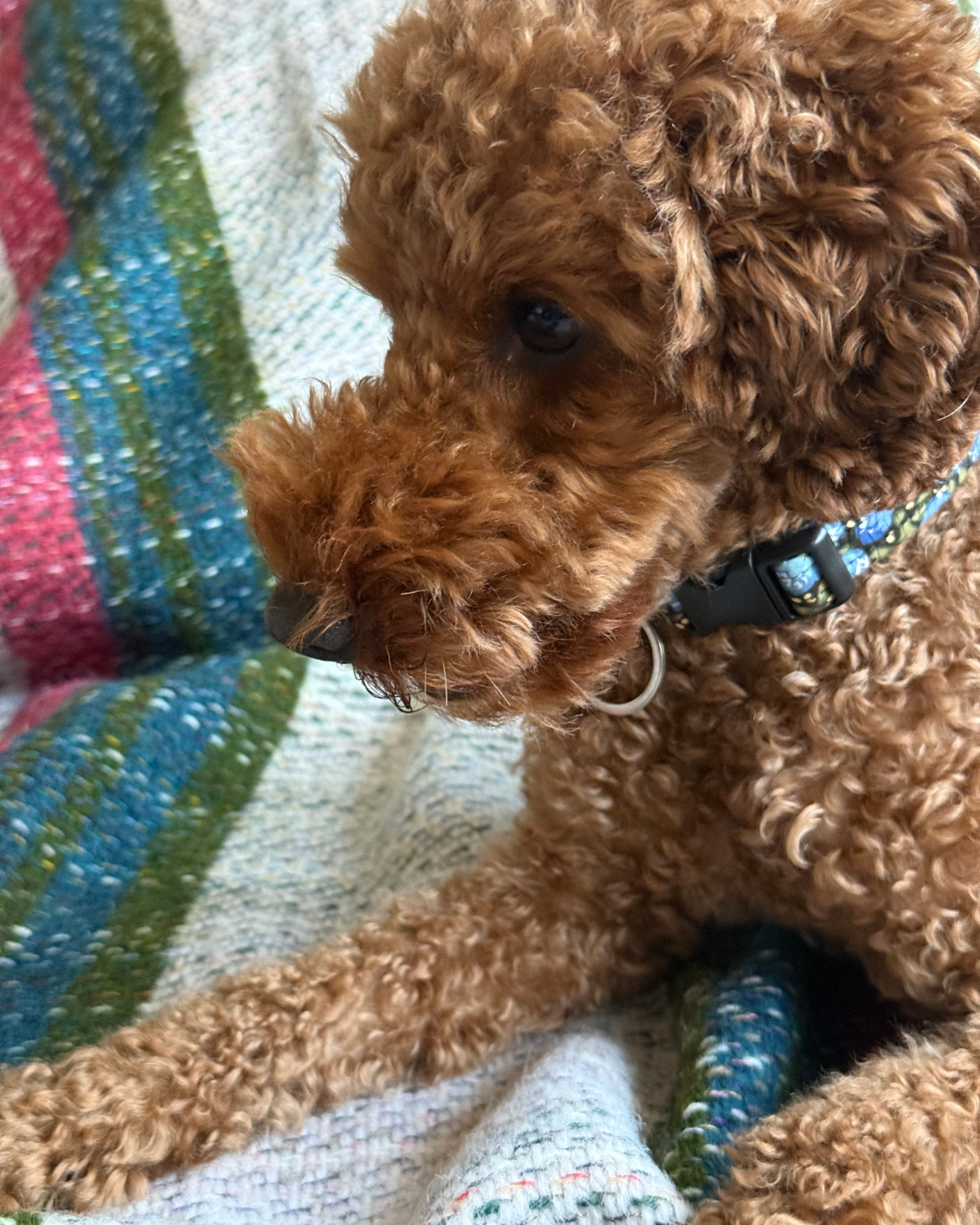 Small poodle with apricot coat on a multi-colored blanket from the Cosy Gift Set: Dog Blanket & Toy, showcasing the blanket's woven texture.