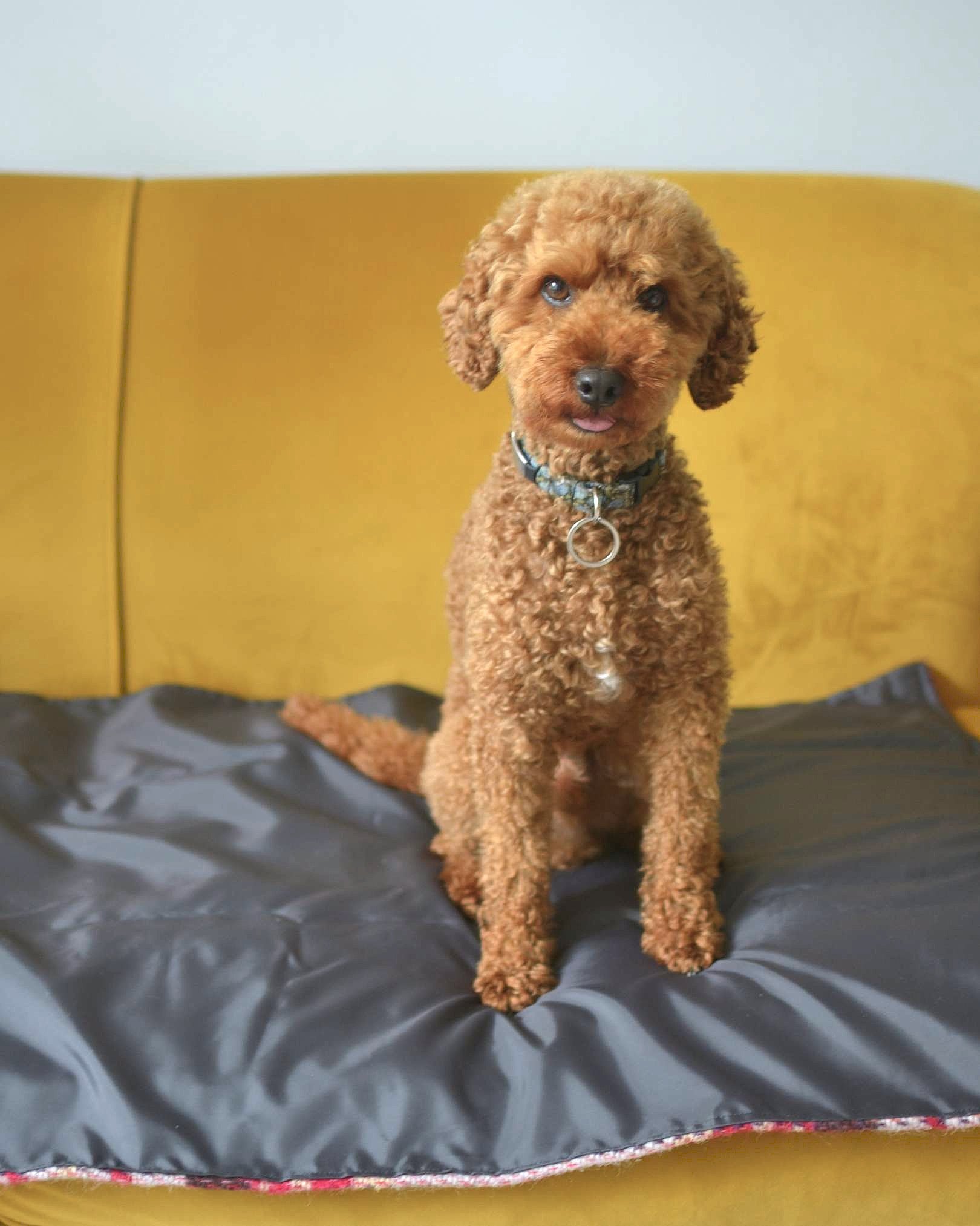 Brown poodle sitting on a gray pet bed with a yellow couch in the background
