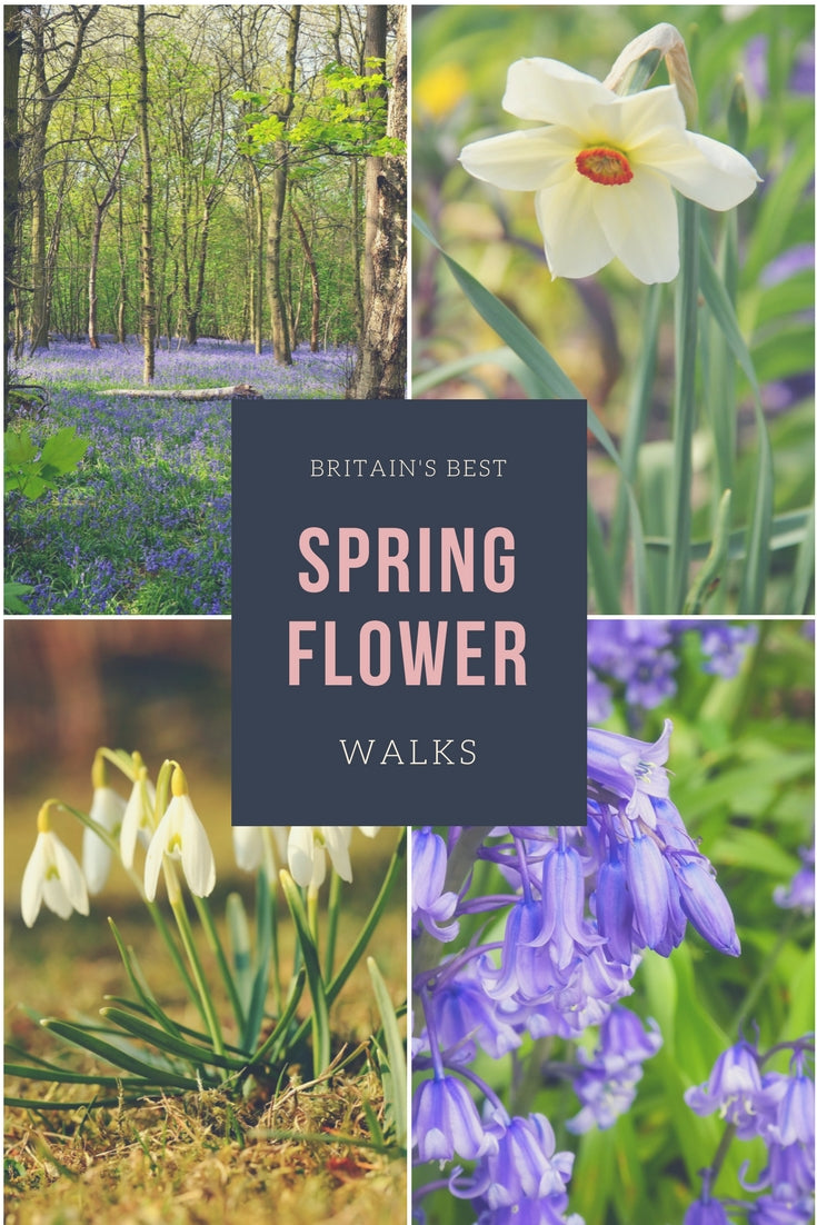 Britain's Best Spring Flower Walks: snowdrops, daffodils & bluebells