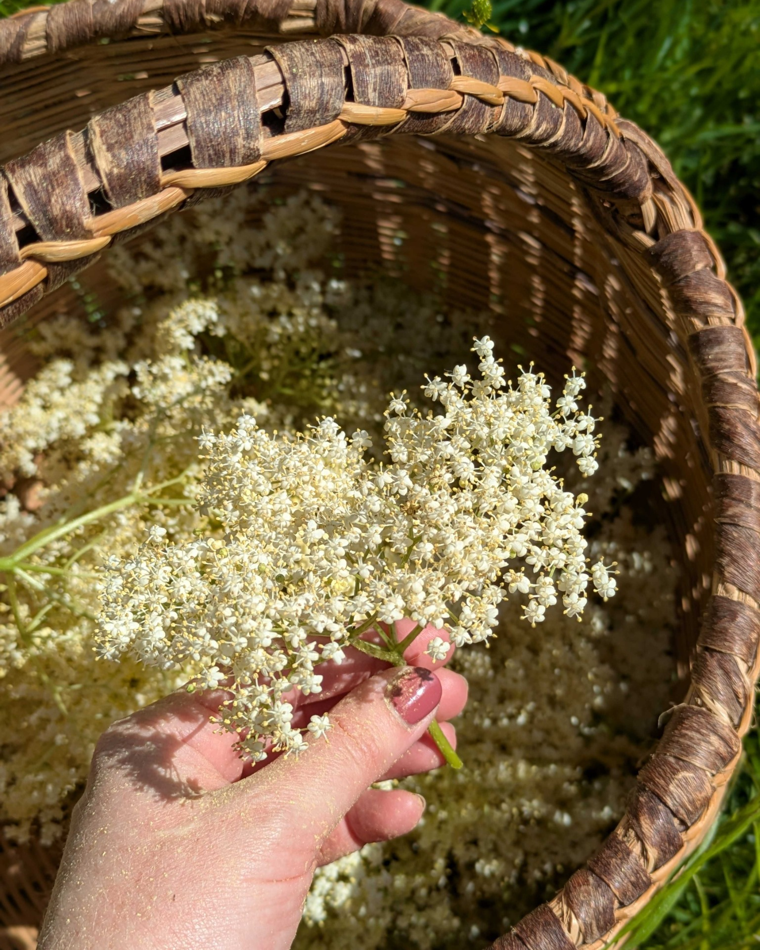 How to Make Elderflower Cordial: A Spring Foraging Tradition