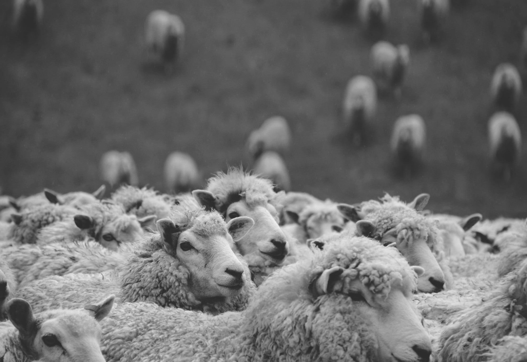 The Plastic Detox: Why Wool Blankets Are a Natural Choice