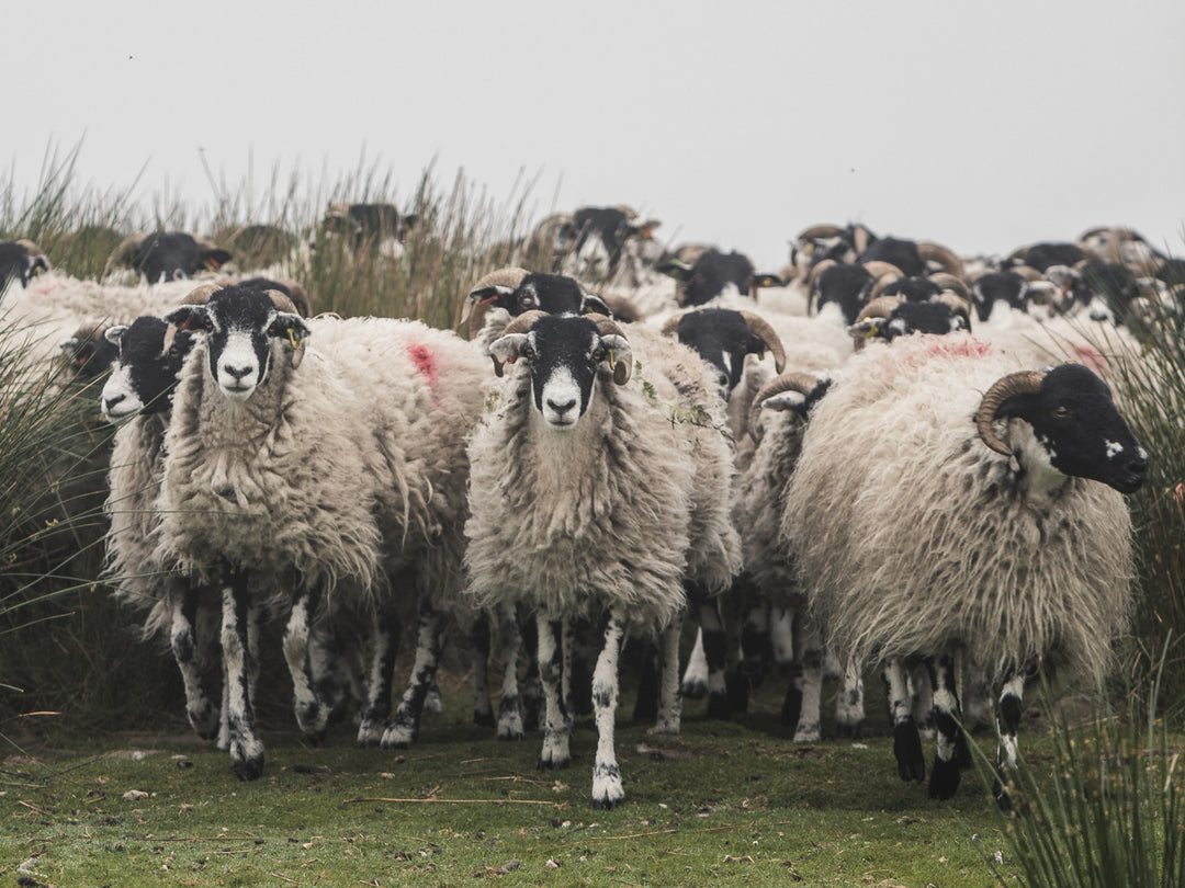 British Wool Flock Of Sheep
