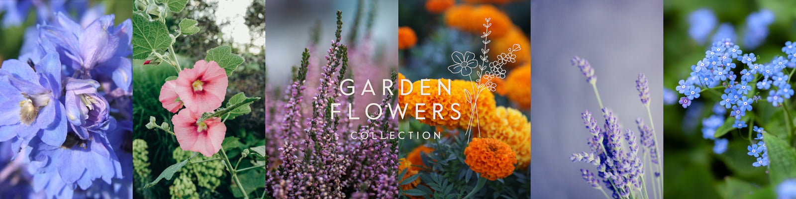 Garden Flowers Delphinium Hollyhock Heather Marigold Lavender Forget-me-not 