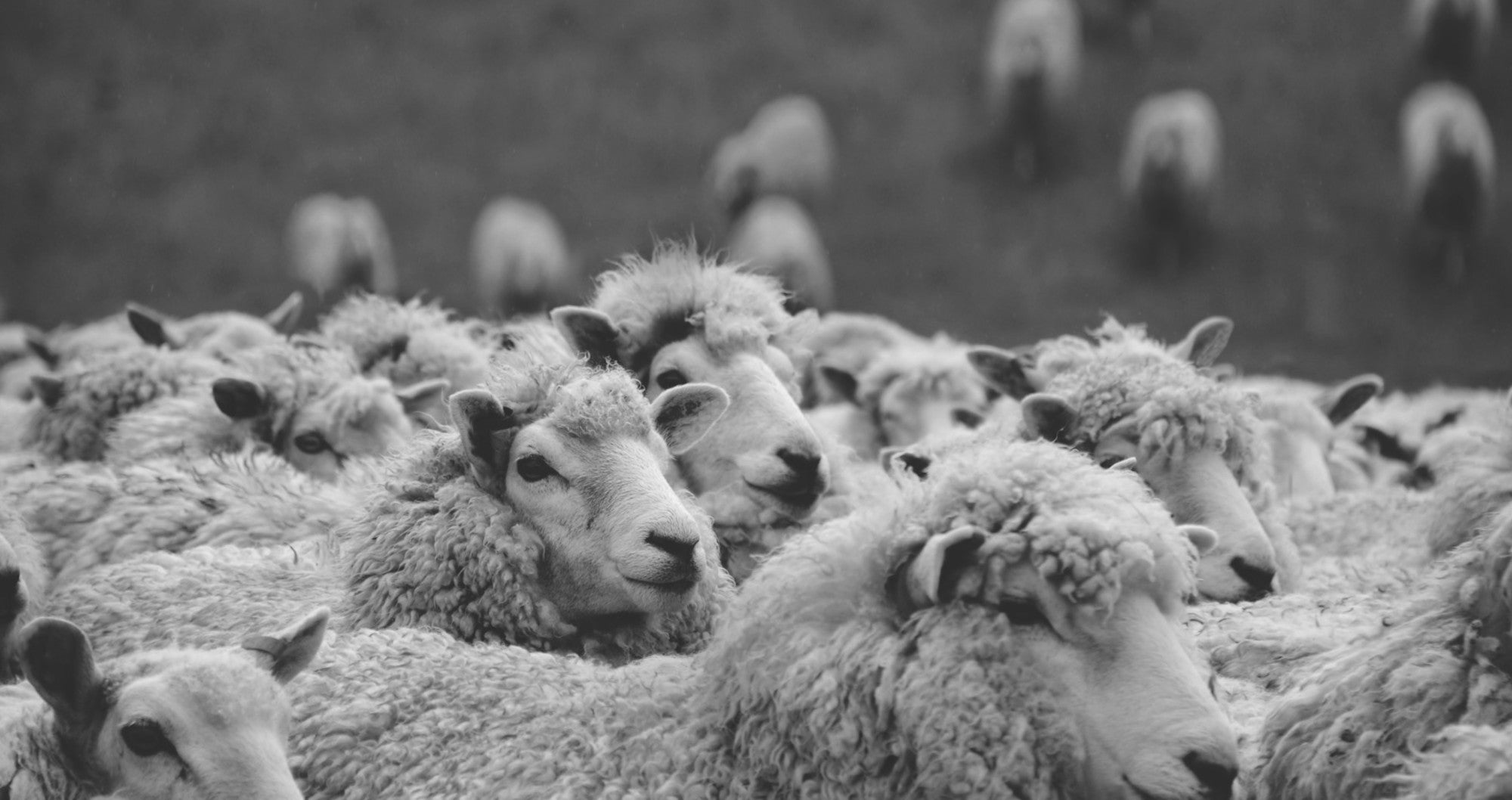 herd of sheep black and white. wool. British wool. Uk wool. wool blankets uk. British blankets made from wool. Natural wool blankets