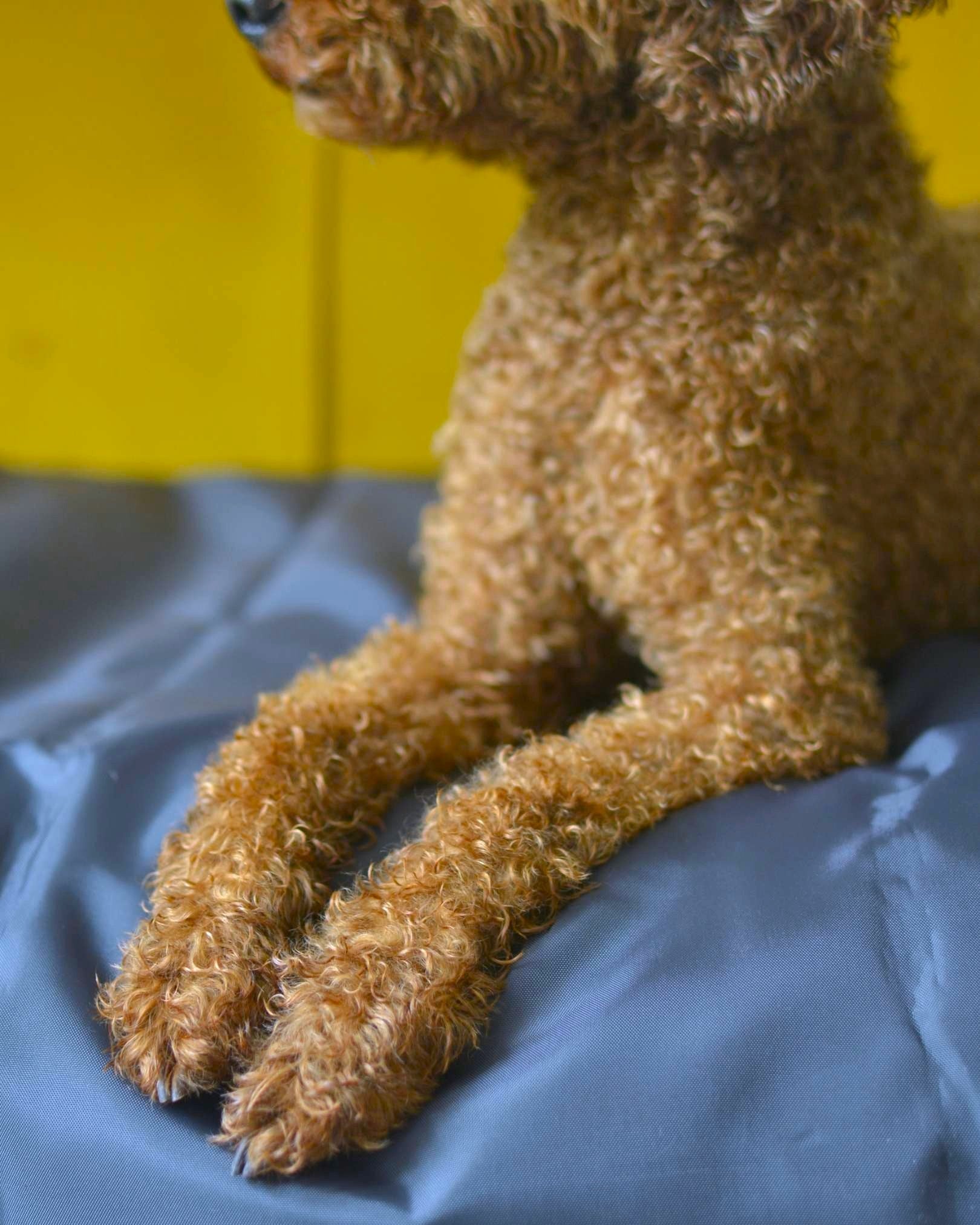 Brown dog sitting on a blue surface with a yellow background