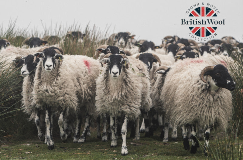 Sheep - wool grown and woven in Britain. 100% British Wool Collection