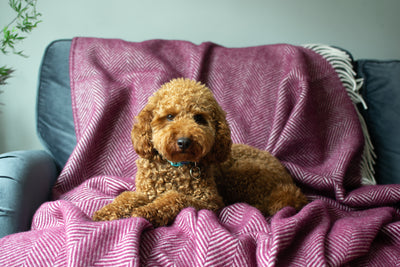 A dog sitting on top of a burgundy wool blanket draped over a sofa. 